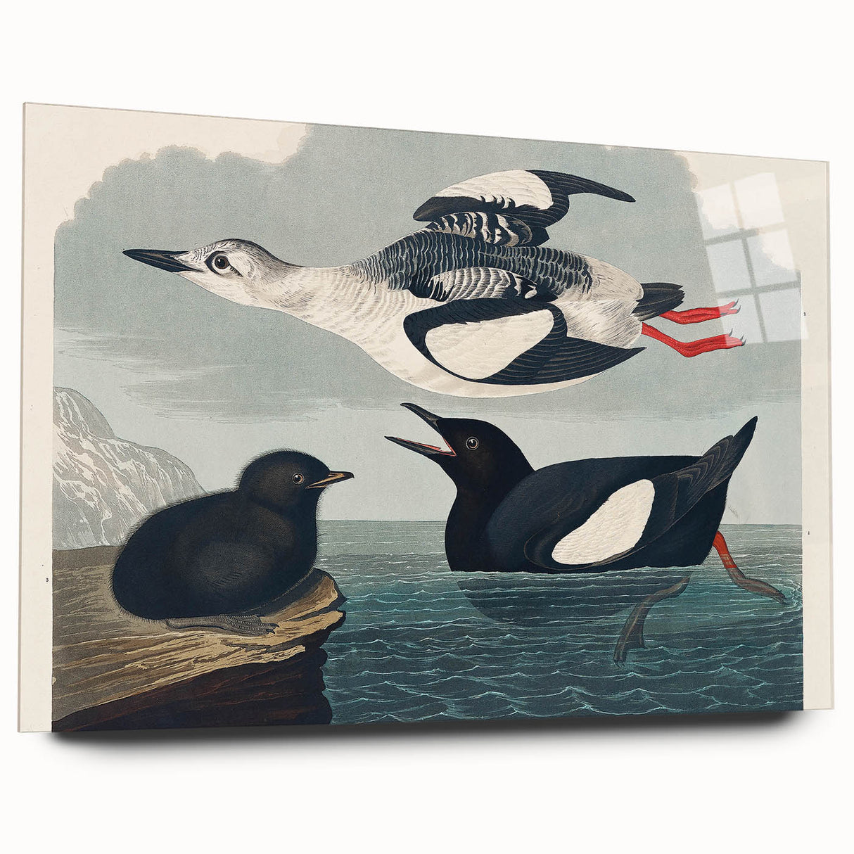 Romanticism Art: "Black Guillemot" by John James Audubon