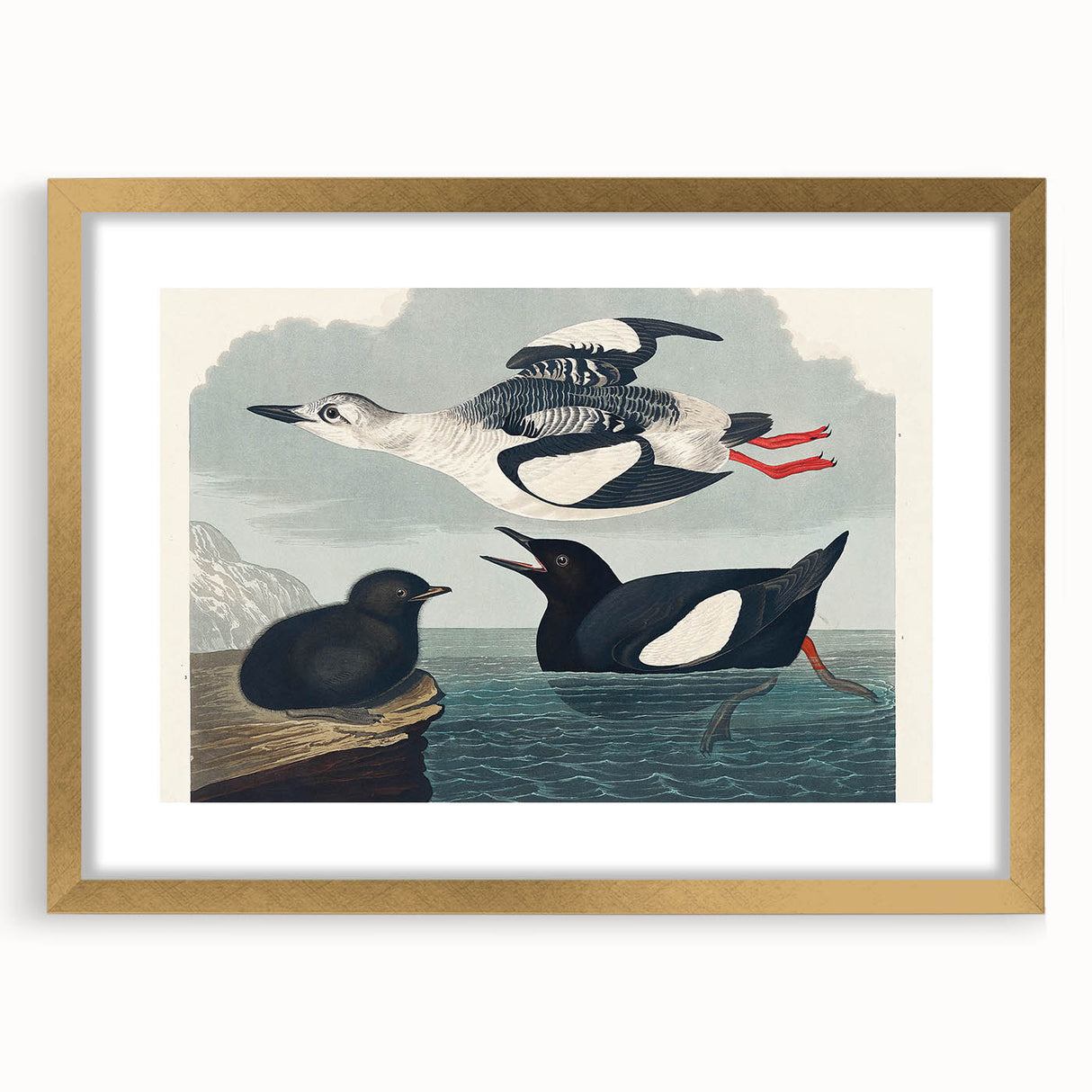 Romanticism Art: "Black Guillemot" by John James Audubon