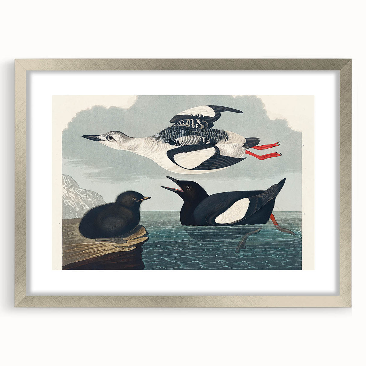 Romanticism Art: "Black Guillemot" by John James Audubon