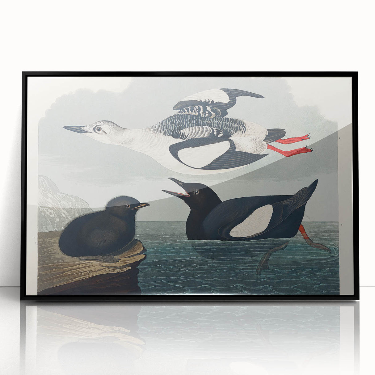 Romanticism Art: "Black Guillemot" by John James Audubon