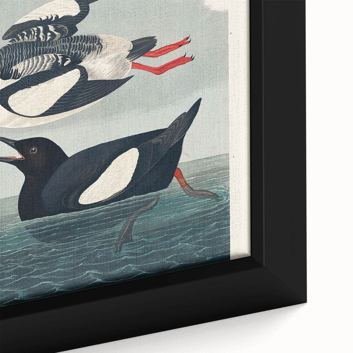 Romanticism Art: "Black Guillemot" by John James Audubon