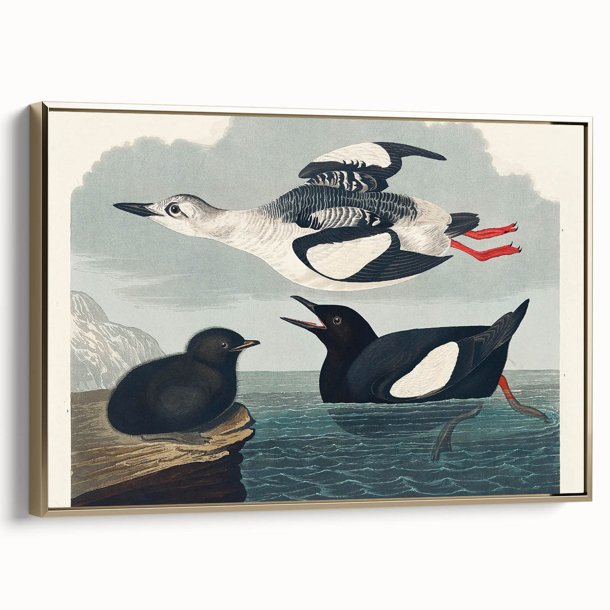 Romanticism Art: "Black Guillemot" by John James Audubon