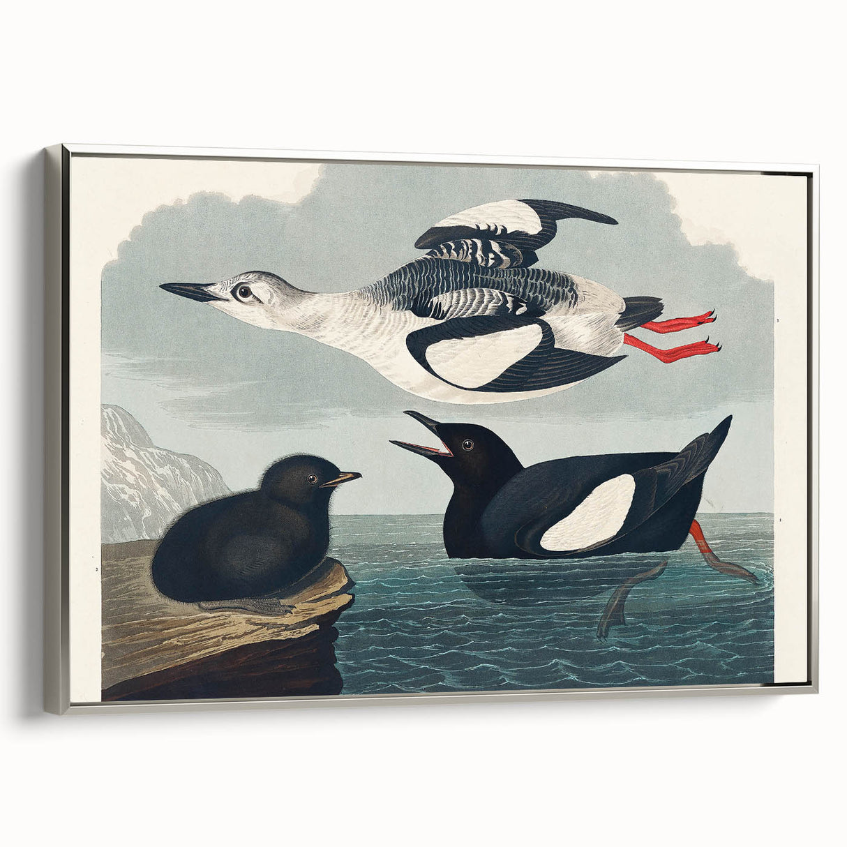 Romanticism Art: "Black Guillemot" by John James Audubon