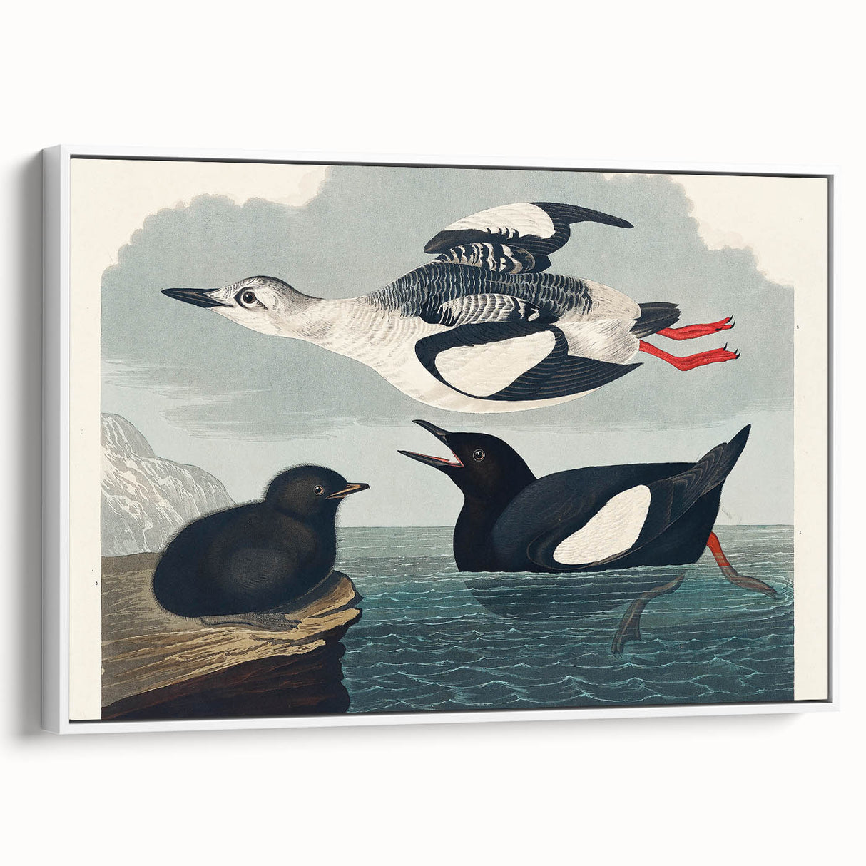 Romanticism Art: "Black Guillemot" by John James Audubon
