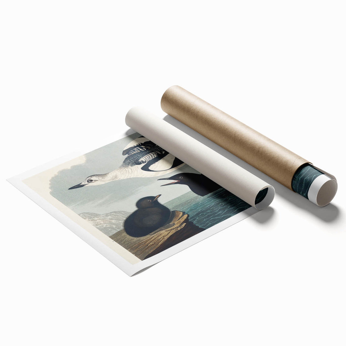 Romanticism Art: "Black Guillemot" by John James Audubon