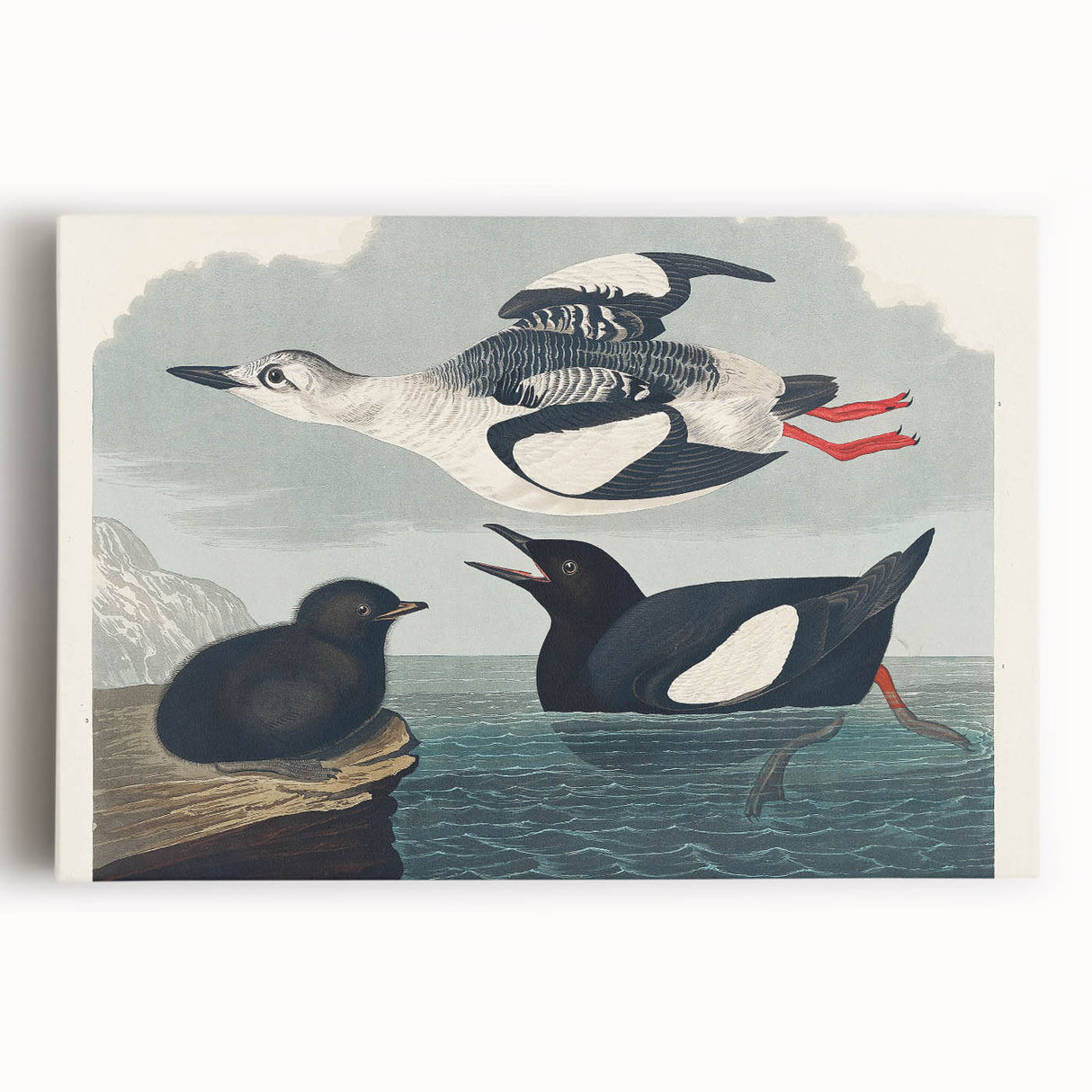 Romanticism Art: "Black Guillemot" by John James Audubon