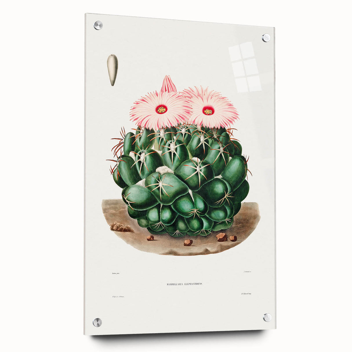 Famous Romantic Era Art - Mammillaria Cactus Romanticism Print