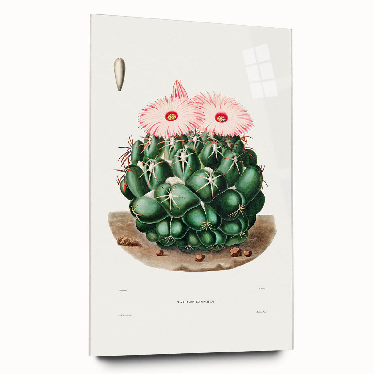 Famous Romantic Era Art - Mammillaria Cactus Romanticism Print