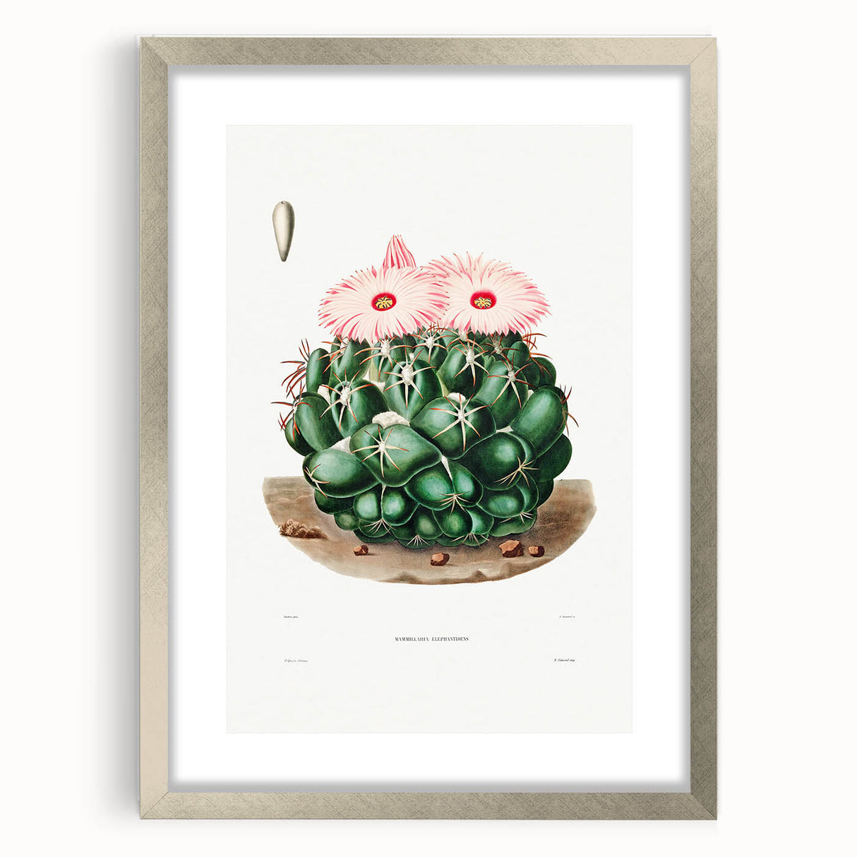 Famous Romantic Era Art - Mammillaria Cactus Romanticism Print