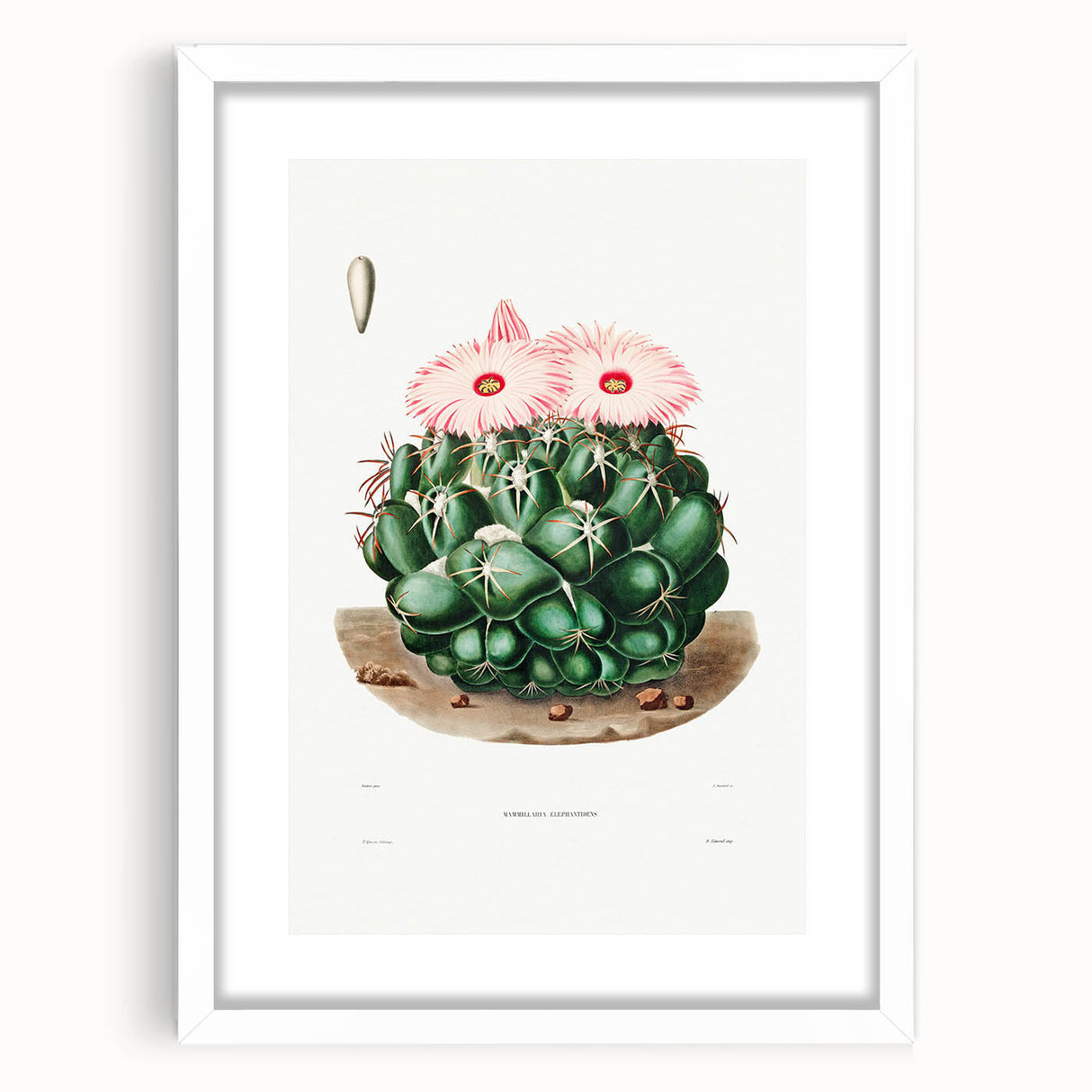 Famous Romantic Era Art - Mammillaria Cactus Romanticism Print