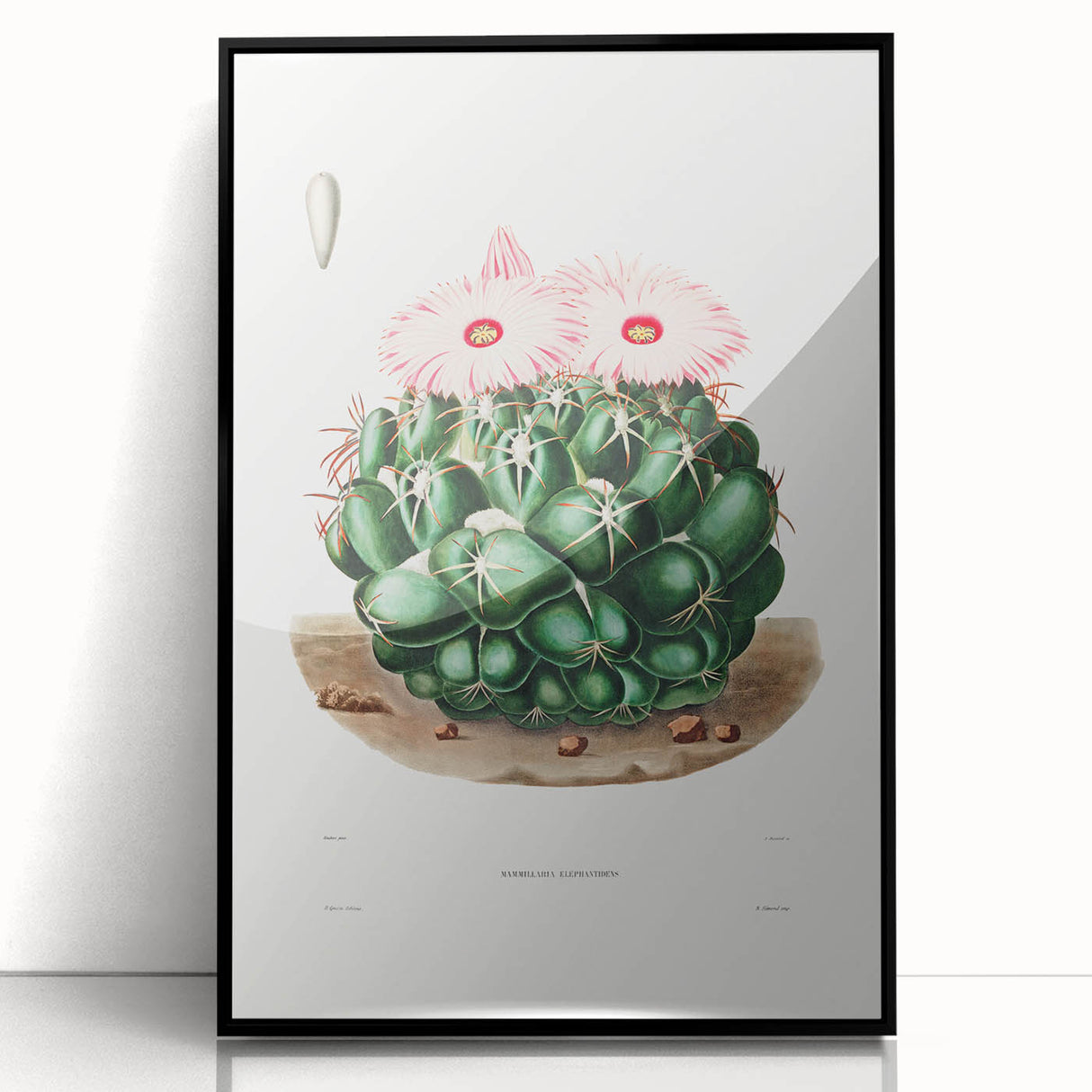 Famous Romantic Era Art - Mammillaria Cactus Romanticism Print