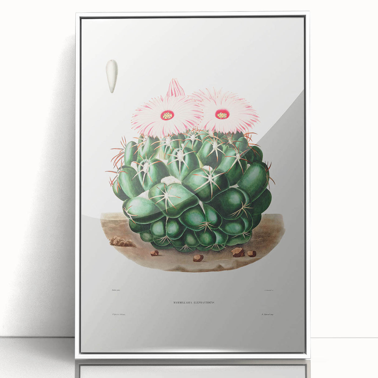 Famous Romantic Era Art - Mammillaria Cactus Romanticism Print