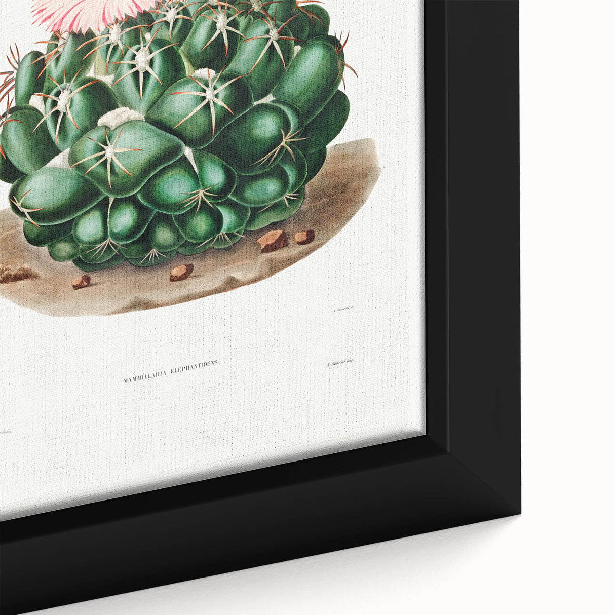 Famous Romantic Era Art - Mammillaria Cactus Romanticism Print