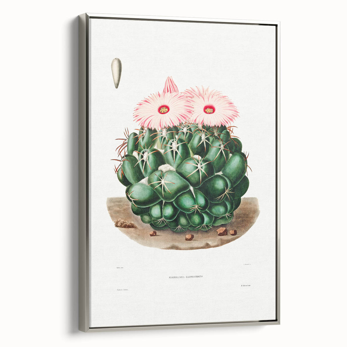 Famous Romantic Era Art - Mammillaria Cactus Romanticism Print