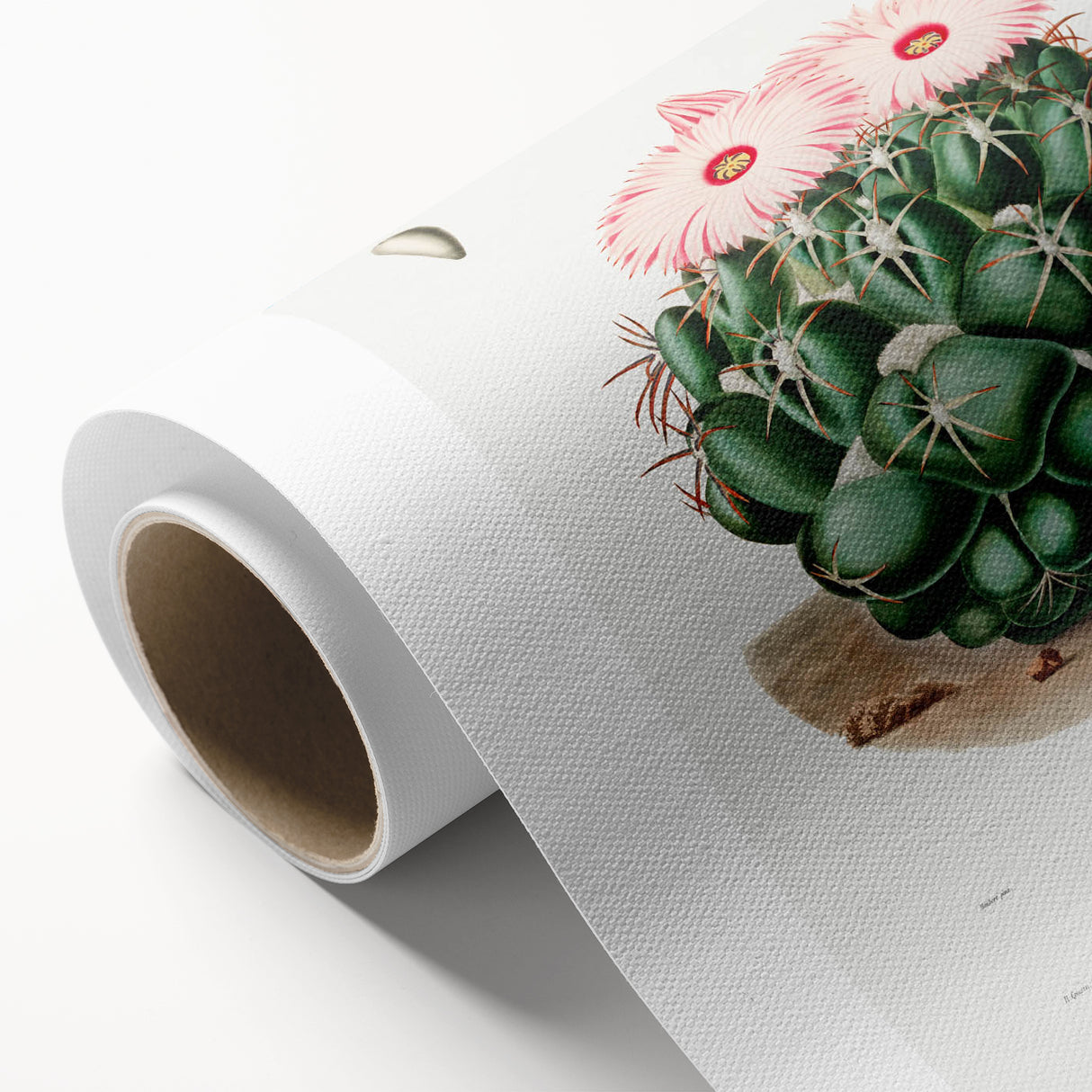 Famous Romantic Era Art - Mammillaria Cactus Romanticism Print