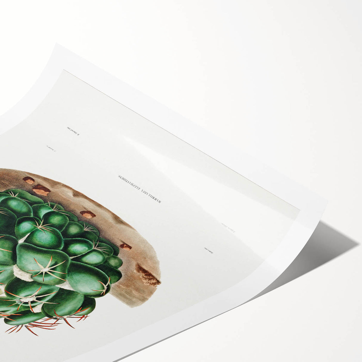 Famous Romantic Era Art - Mammillaria Cactus Romanticism Print