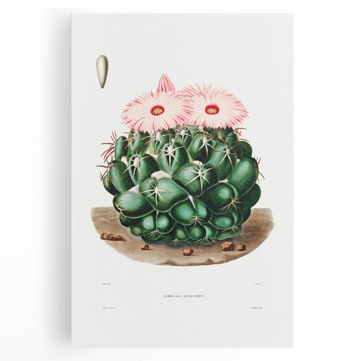 Famous Romantic Era Art - Mammillaria Cactus Romanticism Print
