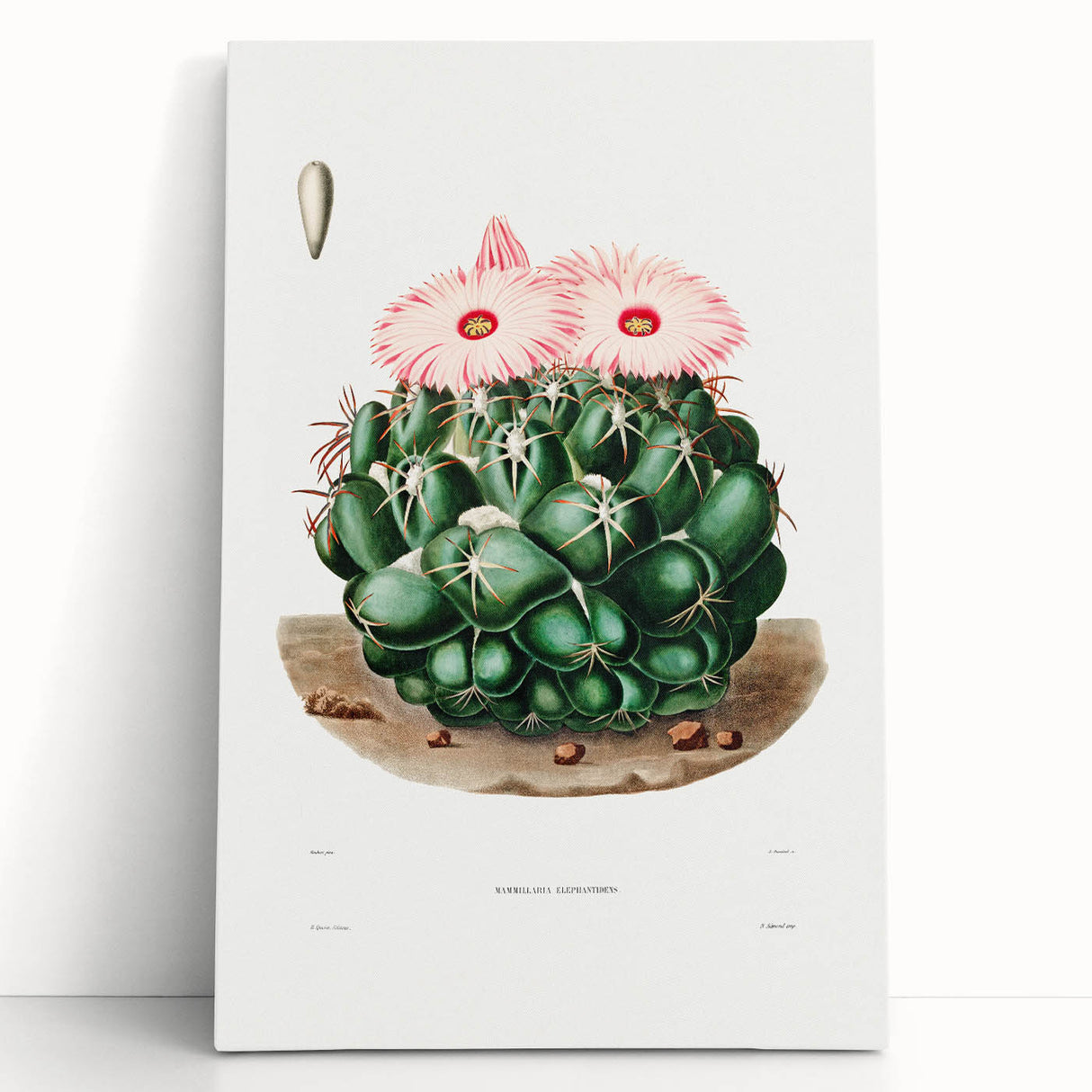 Famous Romantic Era Art - Mammillaria Cactus Romanticism Print