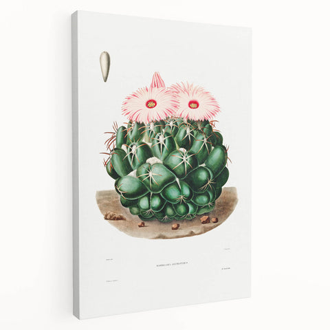 Famous Romantic Era Art - Mammillaria Cactus Romanticism Print