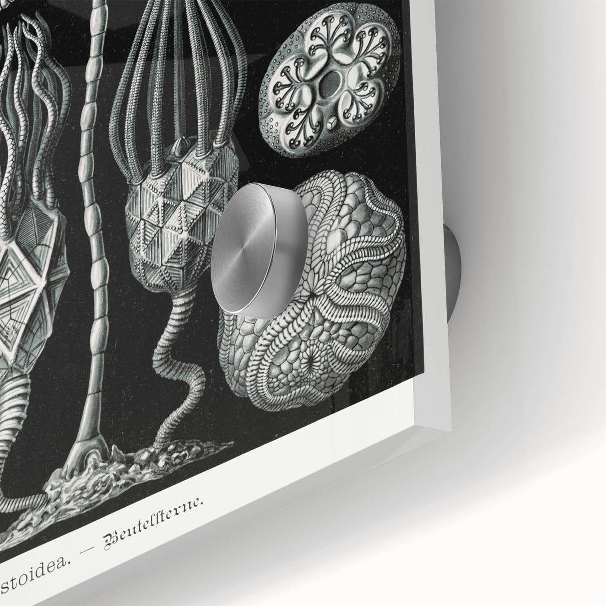 Modern Wall Art - Intricate Black and White Cystoidea Design