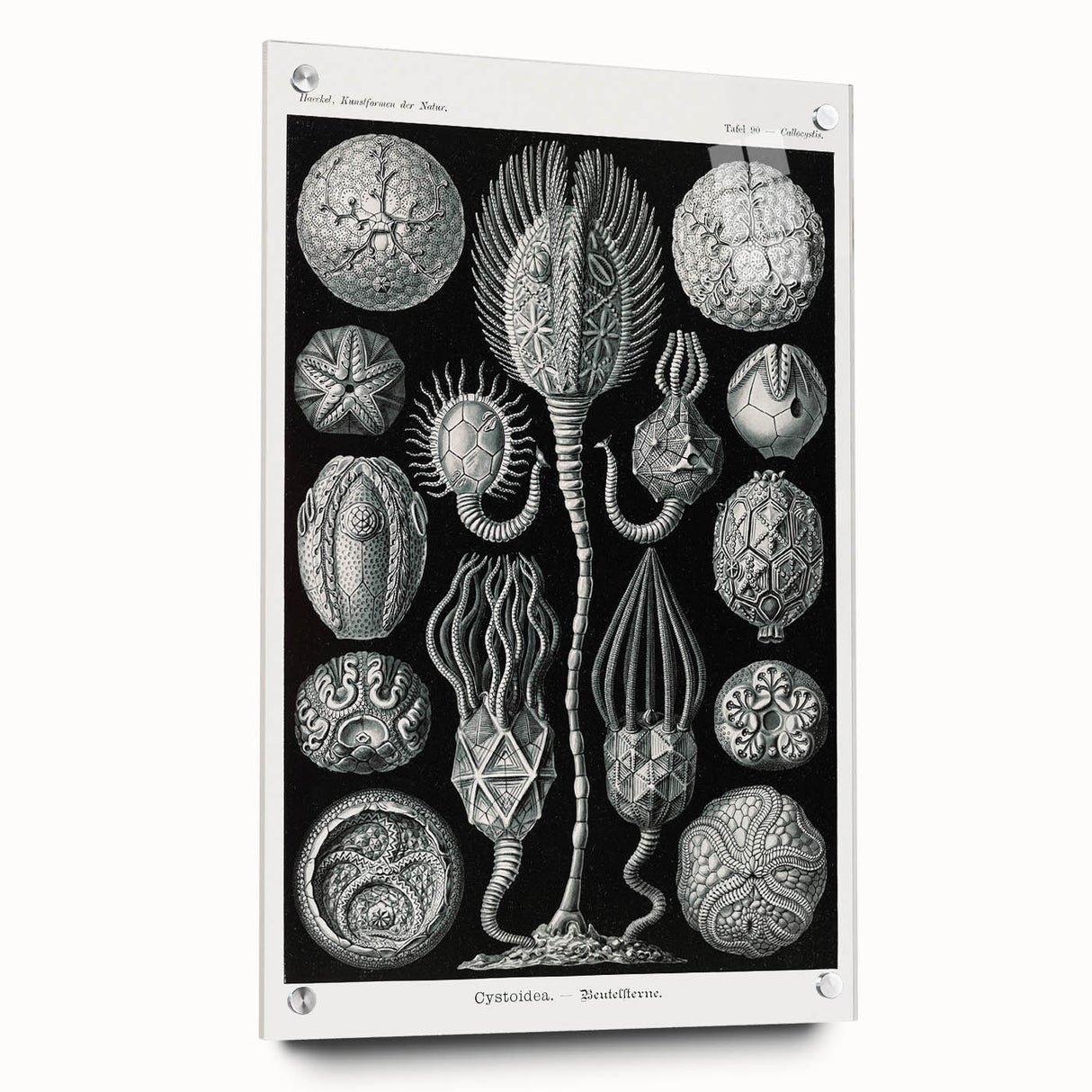 Modern Wall Art - Intricate Black and White Cystoidea Design