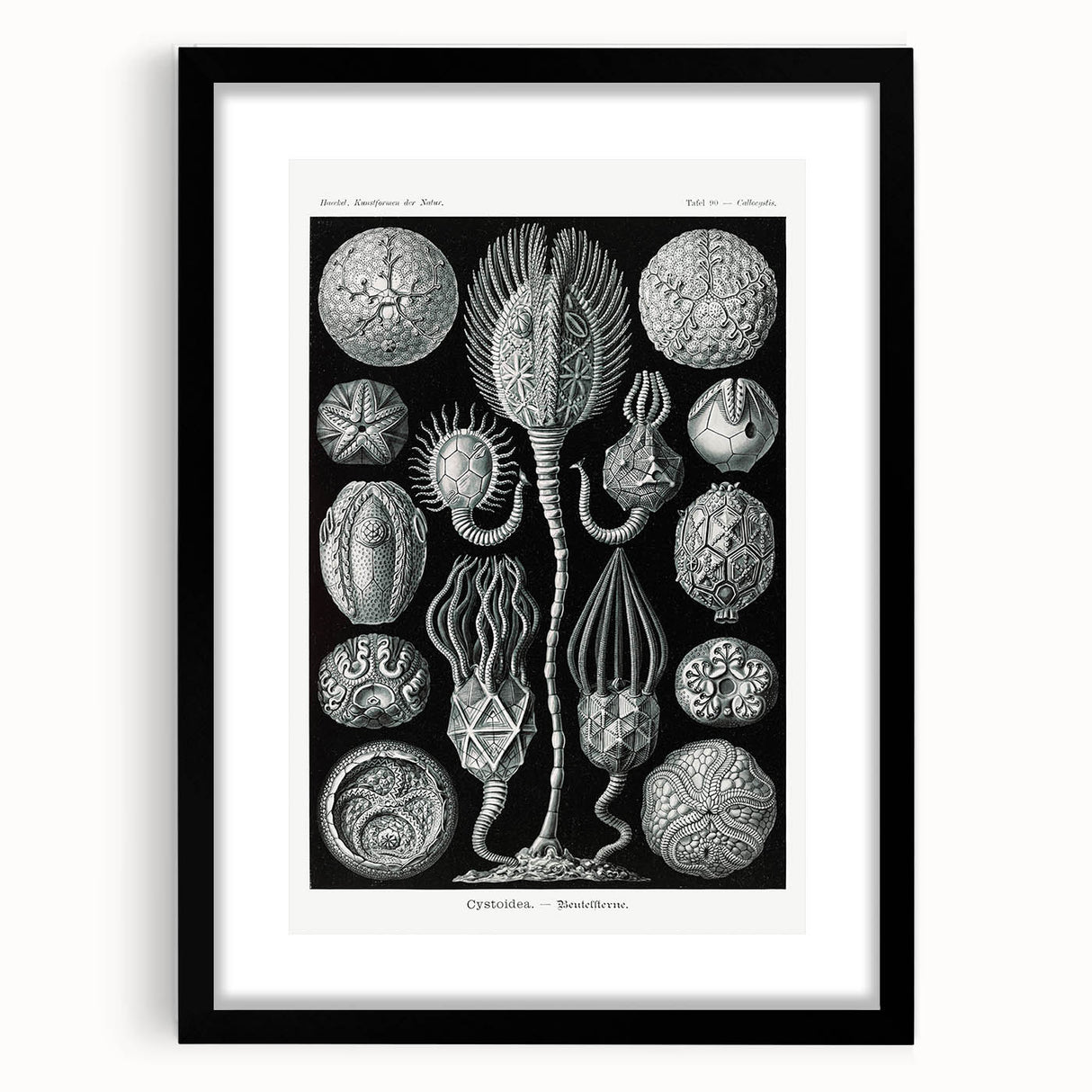 Modern Wall Art - Intricate Black and White Cystoidea Design