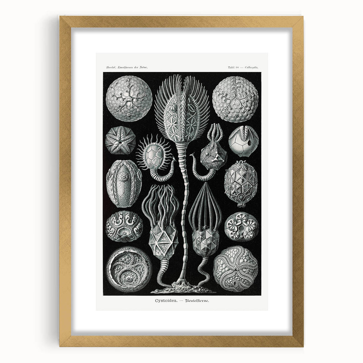 Modern Wall Art - Intricate Black and White Cystoidea Design