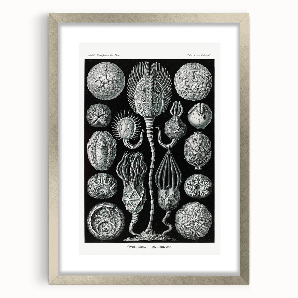 Modern Wall Art - Intricate Black and White Cystoidea Design