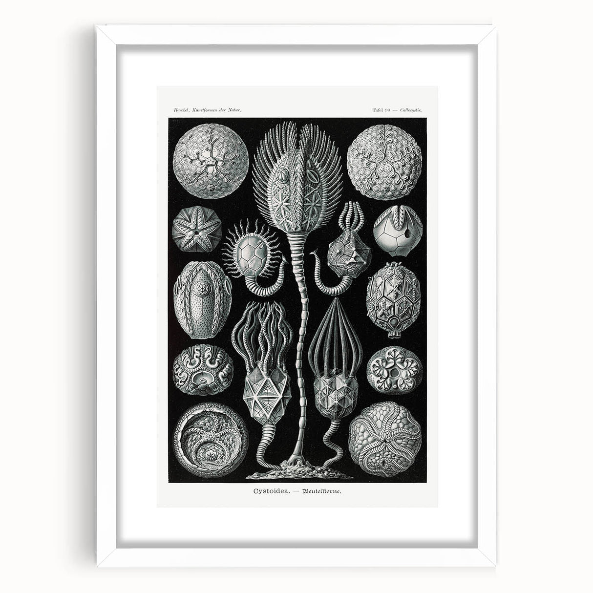Modern Wall Art - Intricate Black and White Cystoidea Design