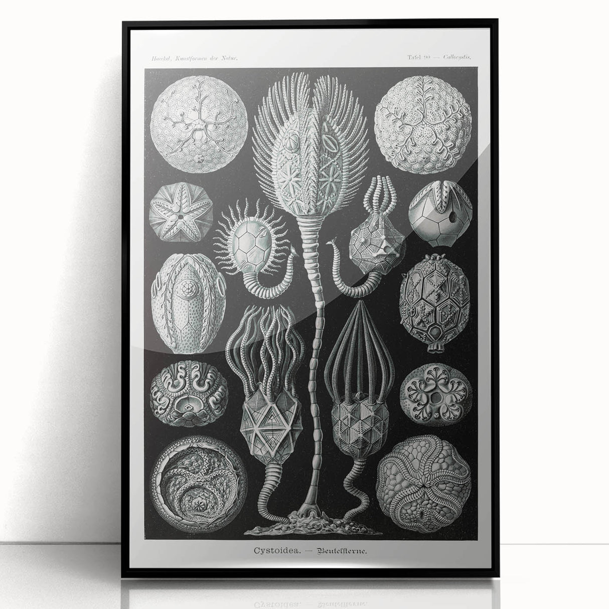 Modern Wall Art - Intricate Black and White Cystoidea Design