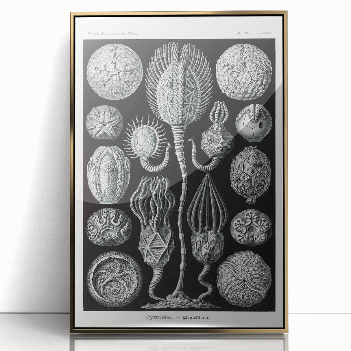 Modern Wall Art - Intricate Black and White Cystoidea Design