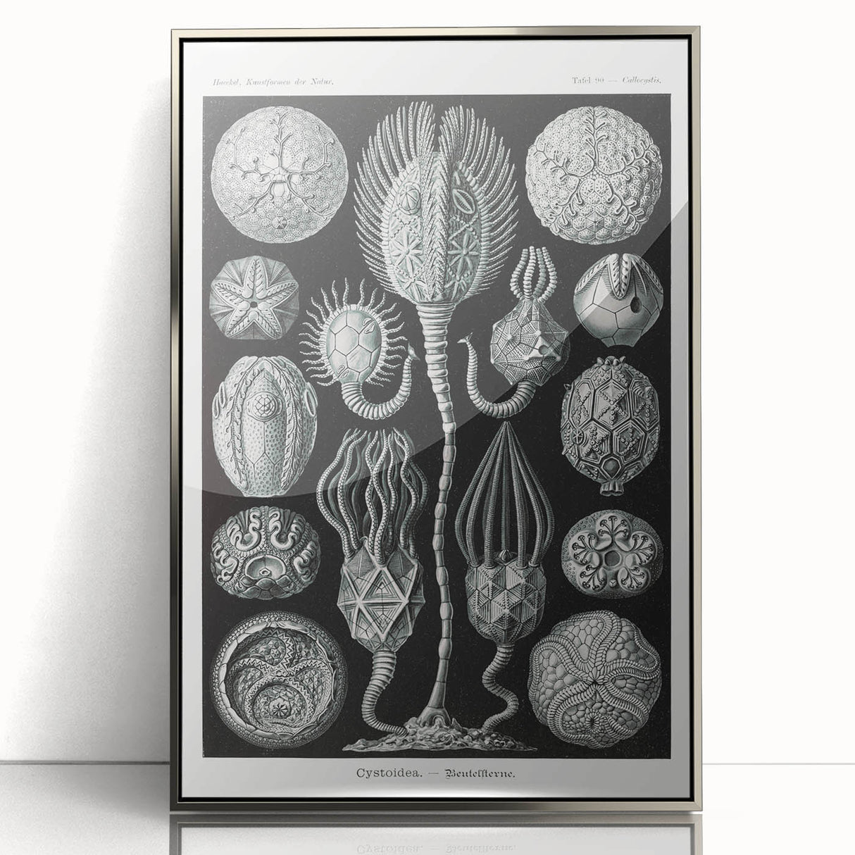 Modern Wall Art - Intricate Black and White Cystoidea Design