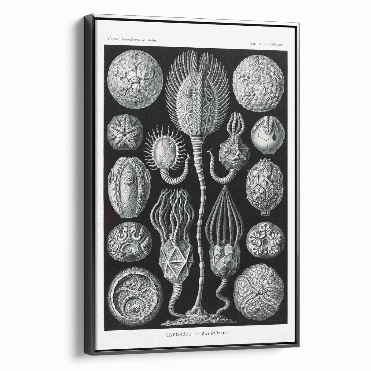 Modern Wall Art - Intricate Black and White Cystoidea Design