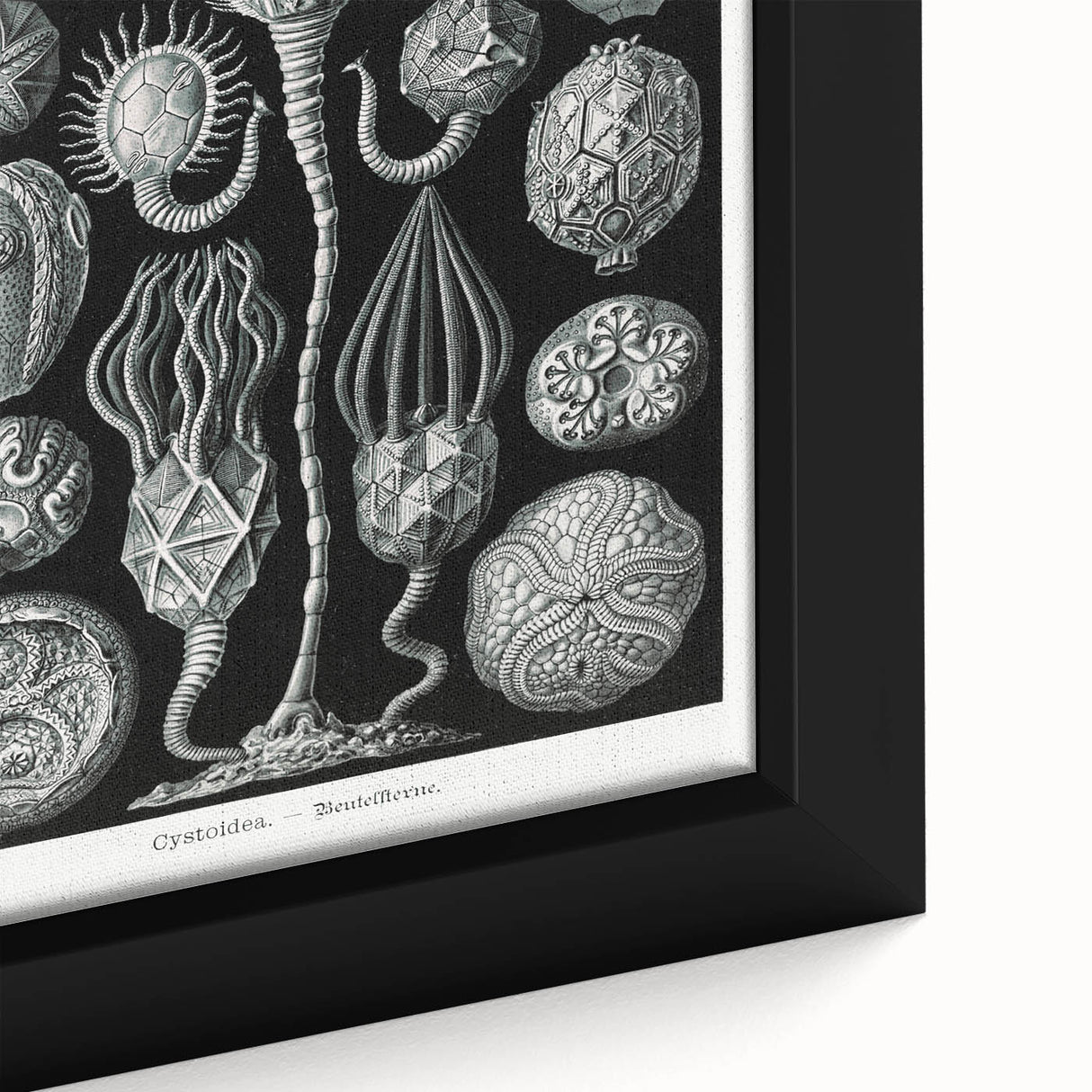 Modern Wall Art - Intricate Black and White Cystoidea Design