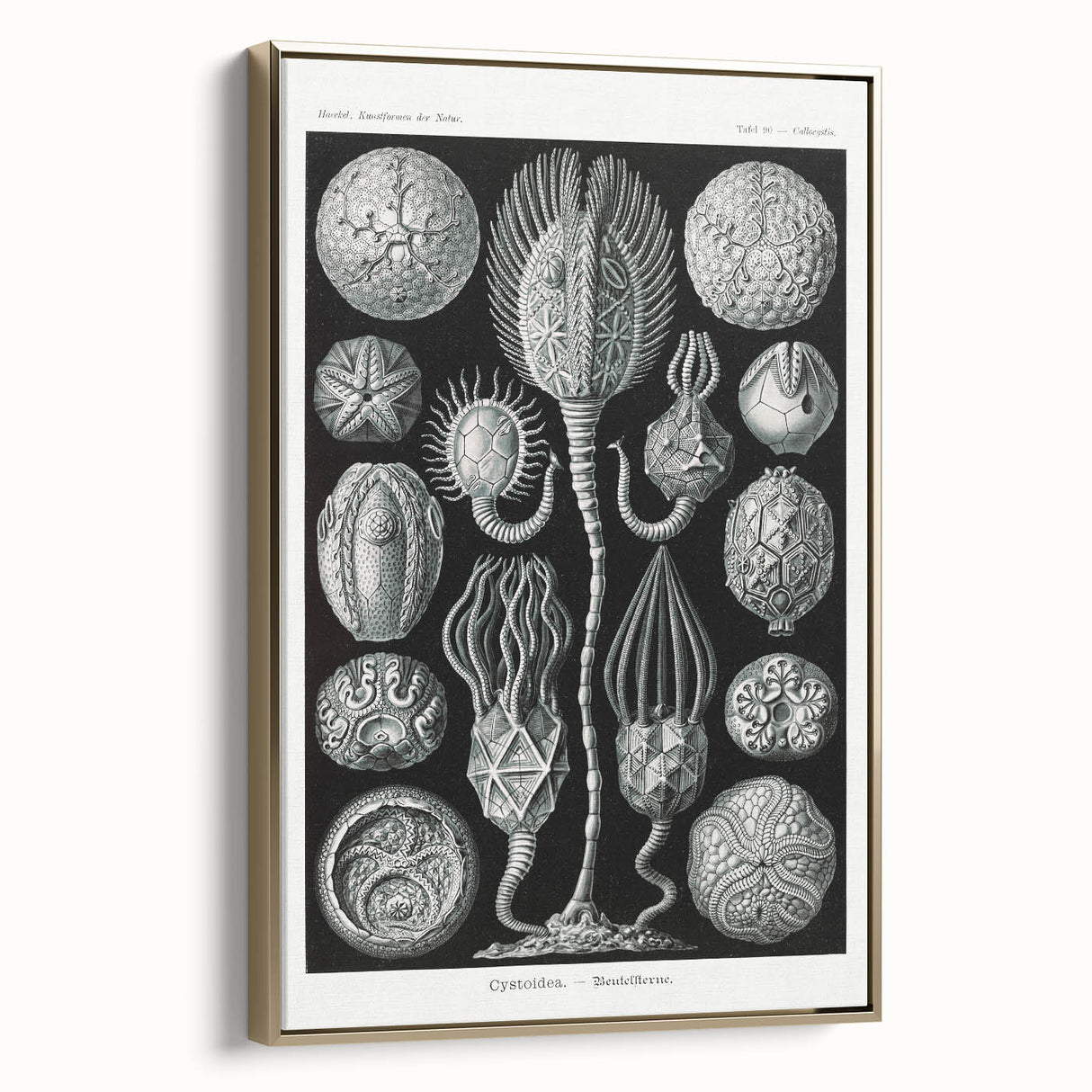 Modern Wall Art - Intricate Black and White Cystoidea Design