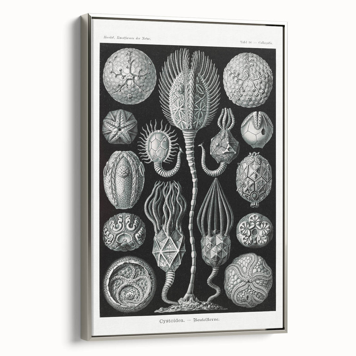 Modern Wall Art - Intricate Black and White Cystoidea Design