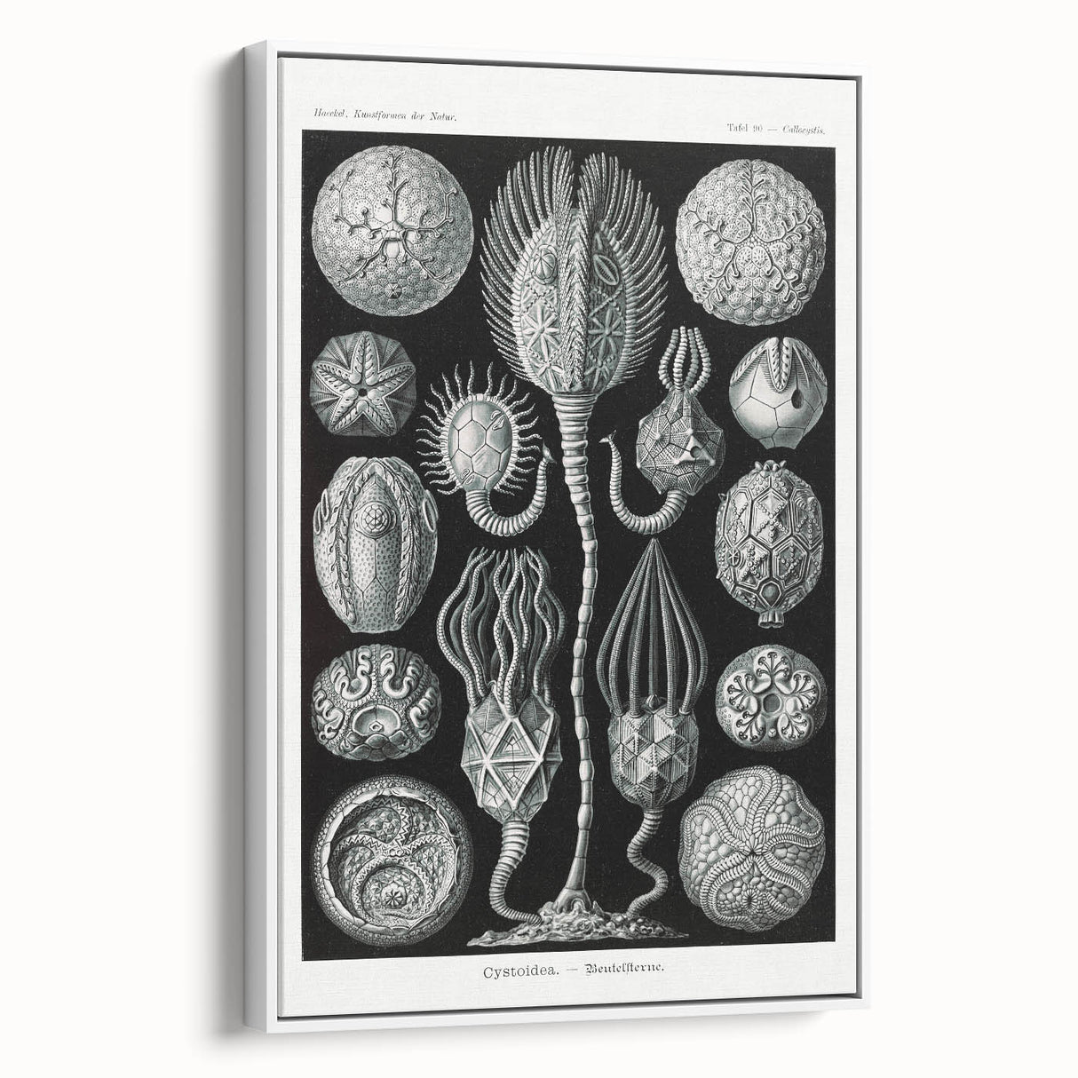 Modern Wall Art - Intricate Black and White Cystoidea Design