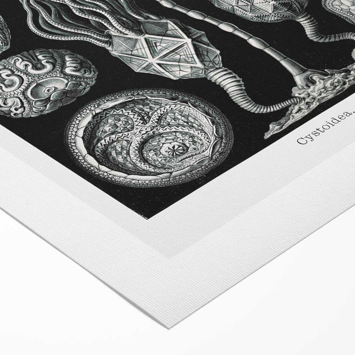 Modern Wall Art - Intricate Black and White Cystoidea Design
