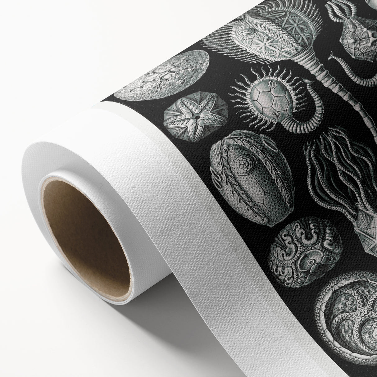 Modern Wall Art - Intricate Black and White Cystoidea Design