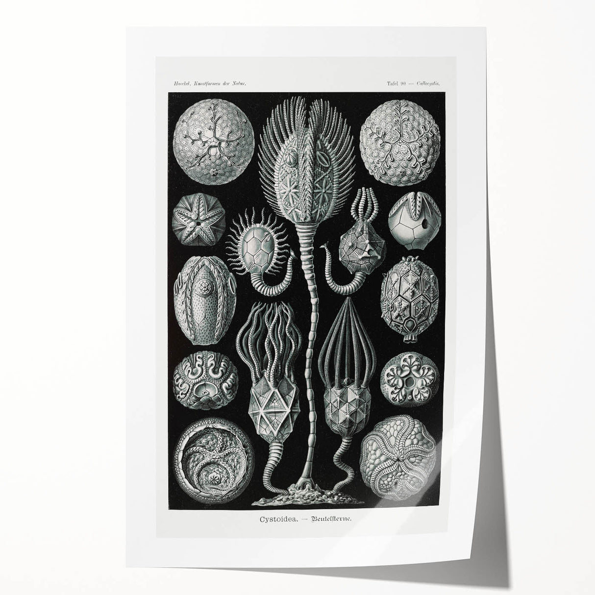 Modern Wall Art - Intricate Black and White Cystoidea Design