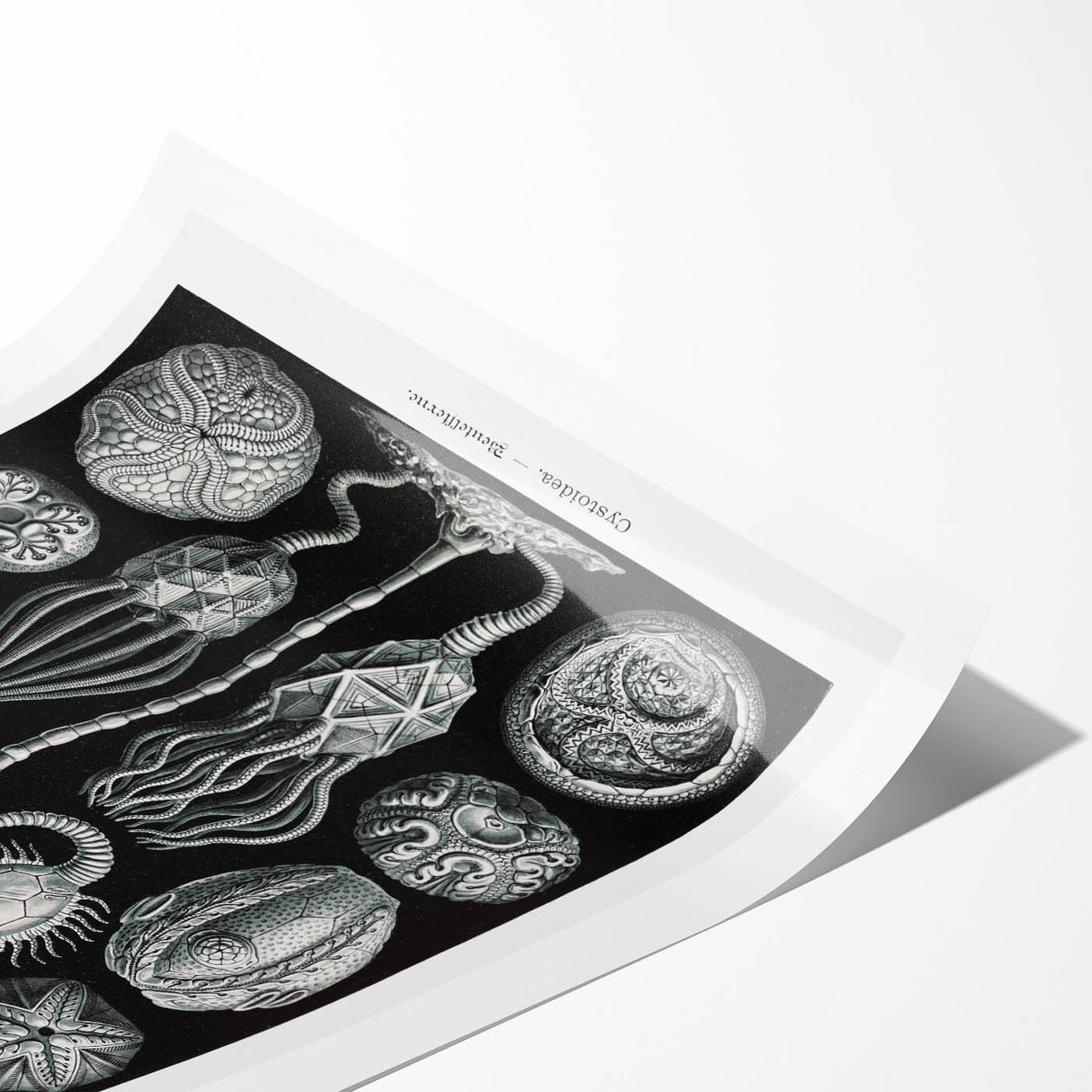 Modern Wall Art - Intricate Black and White Cystoidea Design