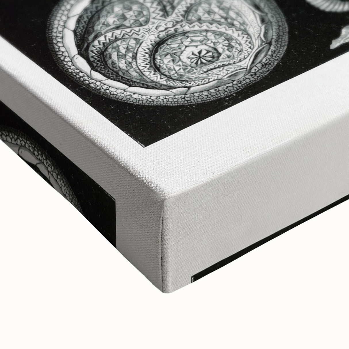 Modern Wall Art - Intricate Black and White Cystoidea Design