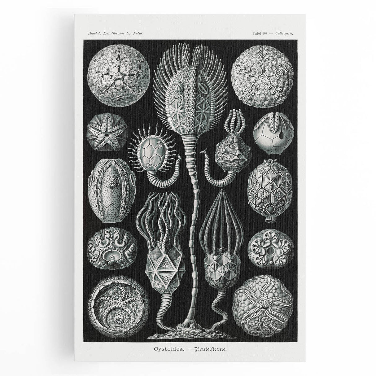 Modern Wall Art - Intricate Black and White Cystoidea Design