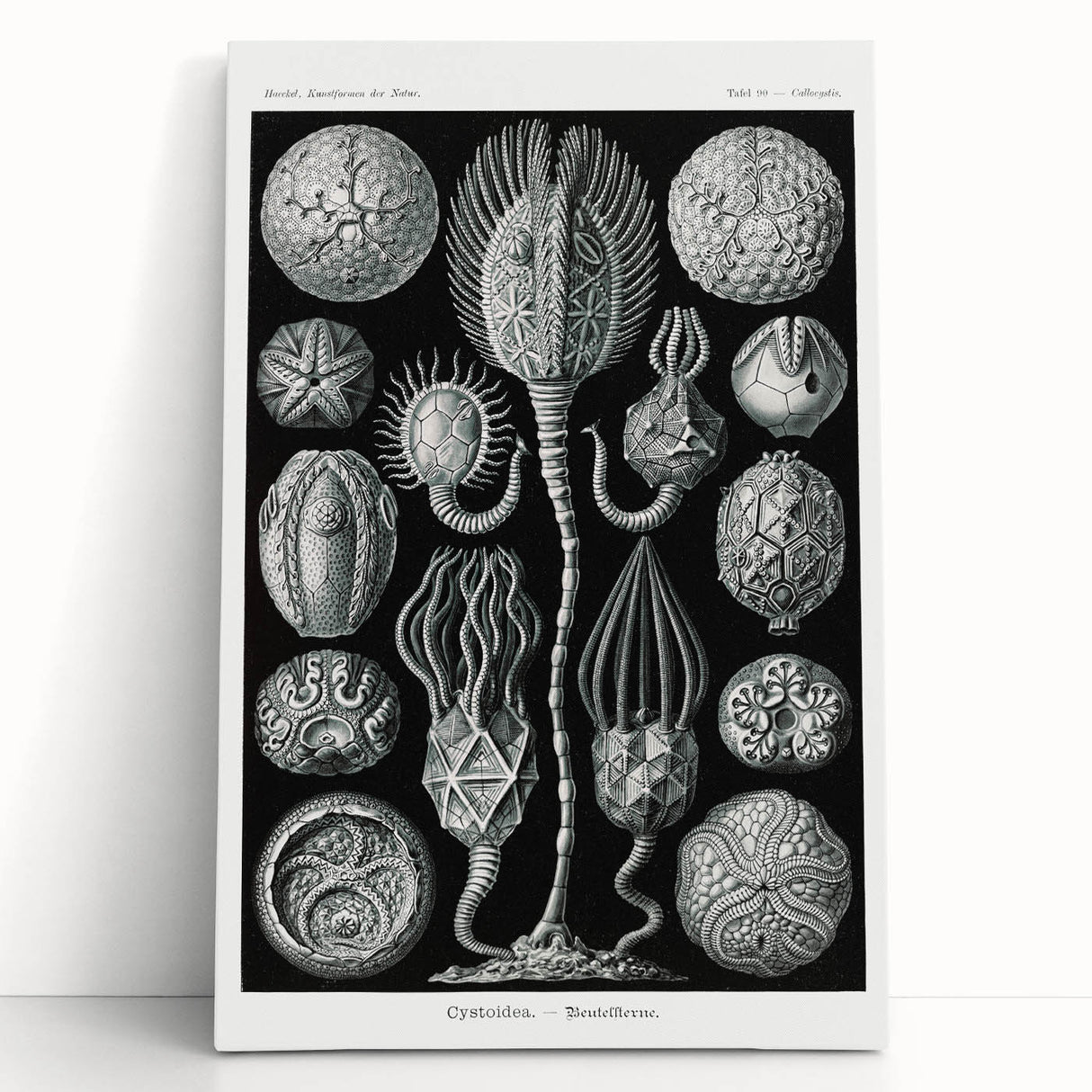 Modern Wall Art - Intricate Black and White Cystoidea Design