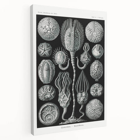 Modern Wall Art - Intricate Black and White Cystoidea Design