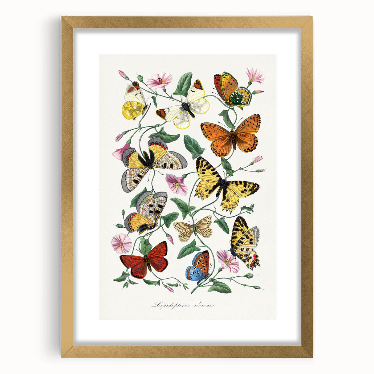 Classic Romantic Paintings - Butterfly & Moth Illustration Wall Art