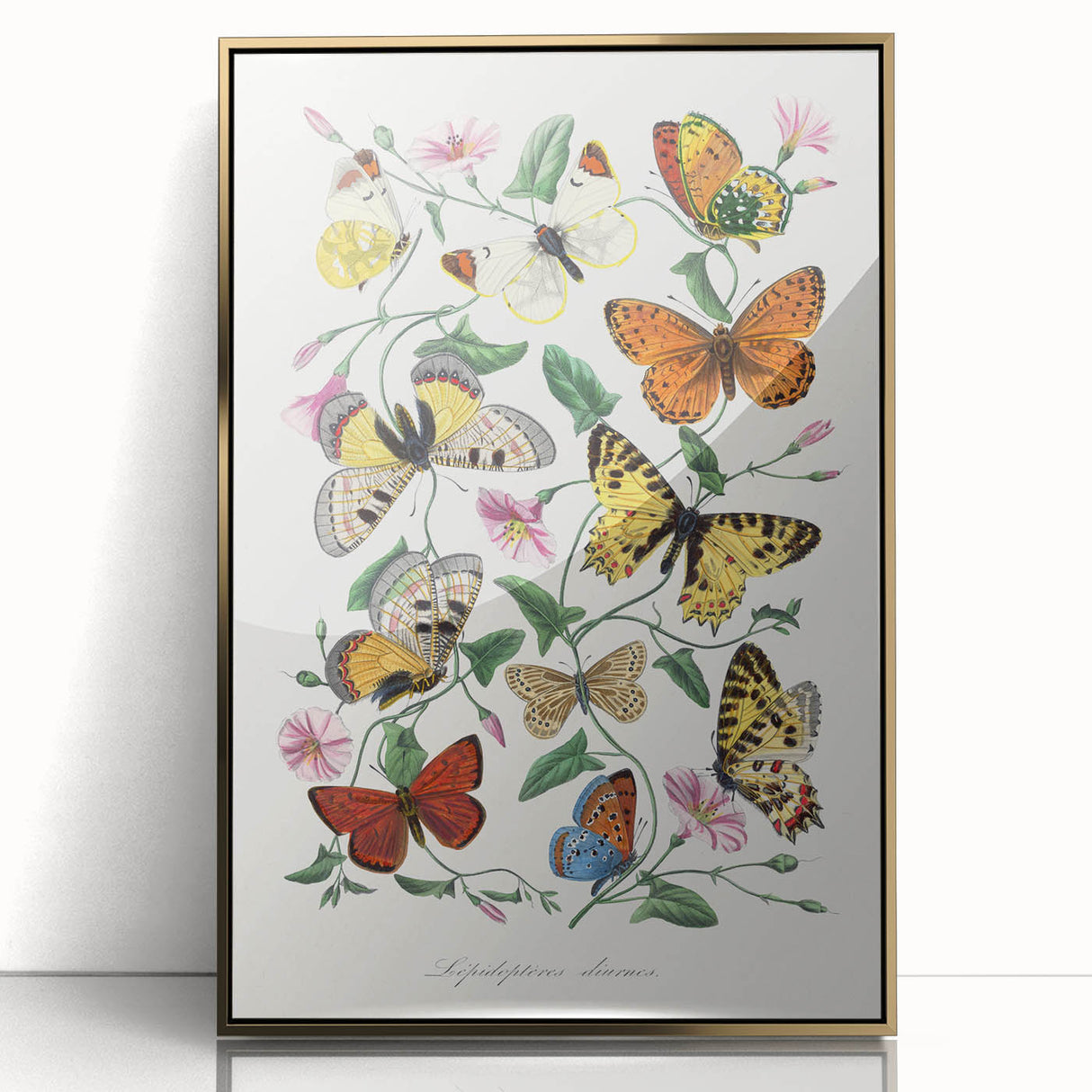 Classic Romantic Paintings - Butterfly & Moth Illustration Wall Art