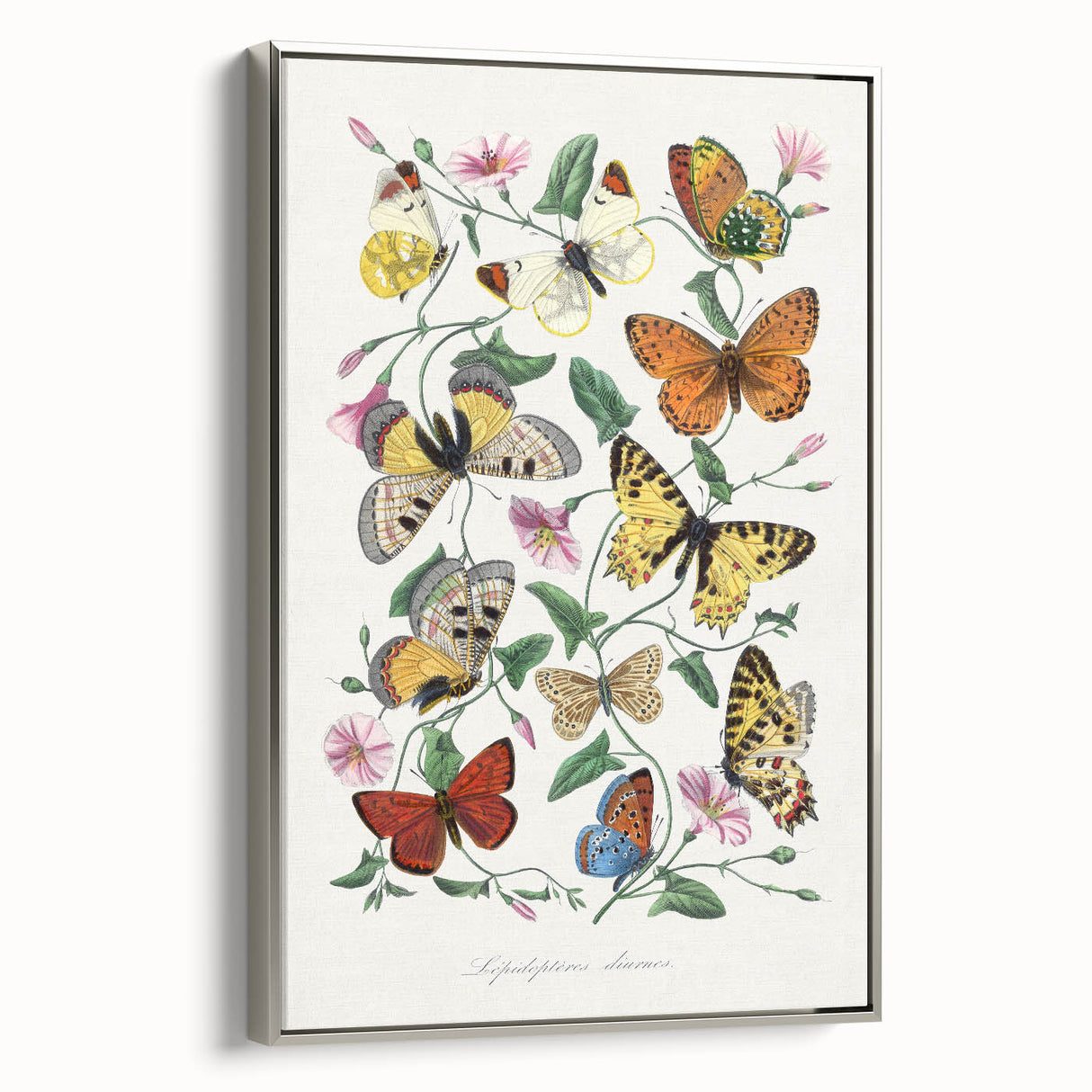 Classic Romantic Paintings - Butterfly & Moth Illustration Wall Art