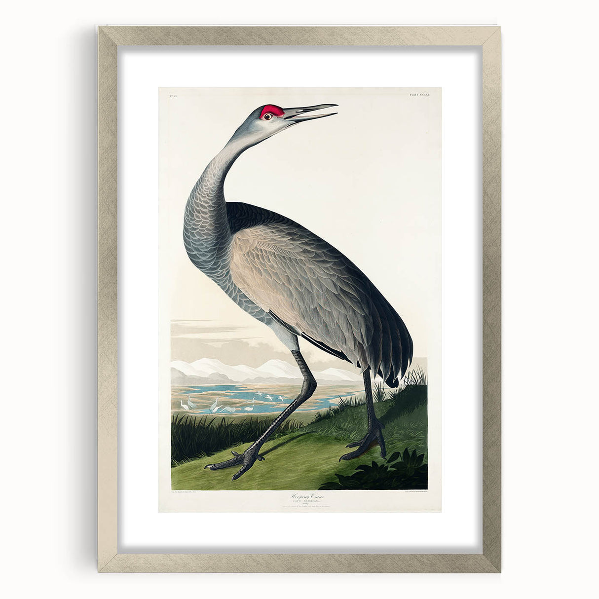 Famous Romantic Era Art - Hooping Crane Illustration Canvas Print