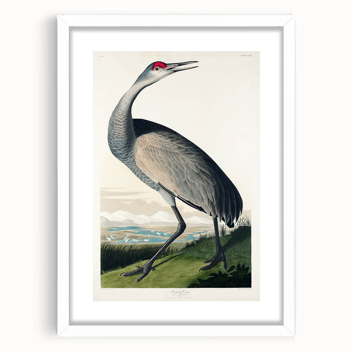 Famous Romantic Era Art - Hooping Crane Illustration Canvas Print